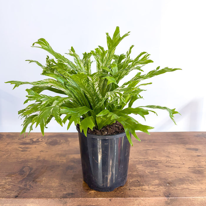 Asplenium Bird's Nest Variegated Fern | The Plant Boys
