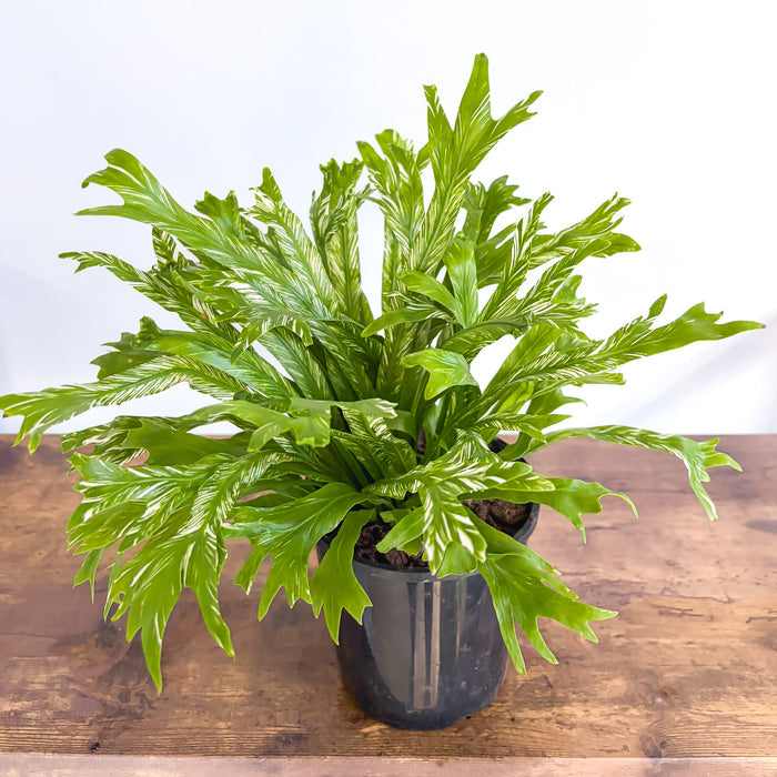 Asplenium Bird's Nest Variegated Fern | The Plant Boys
