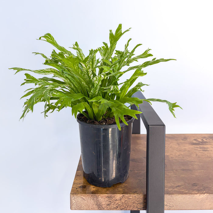Asplenium Bird's Nest Variegated Fern | The Plant Boys