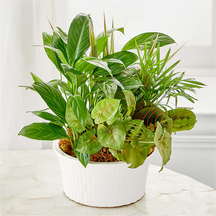 Balance & Harmony Dishgarden – BUEHLER'S FLORAL, Wooster OH