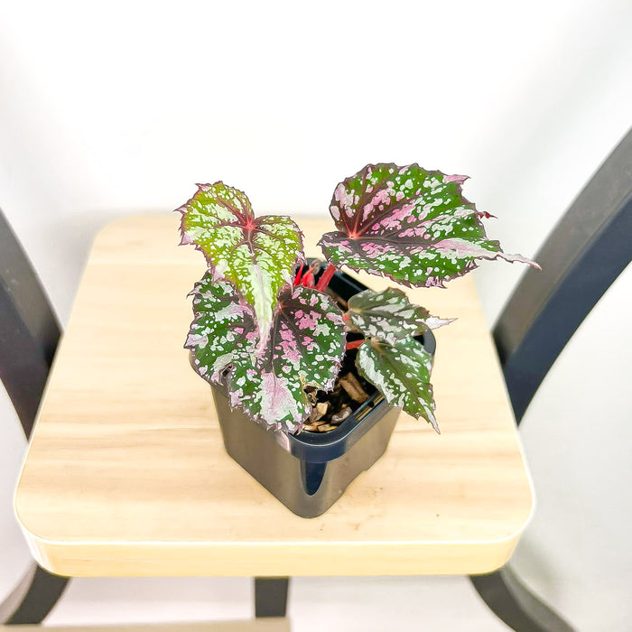 Begonia African Jungle