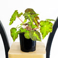 Begonia Dark Cross | The Plant Boys