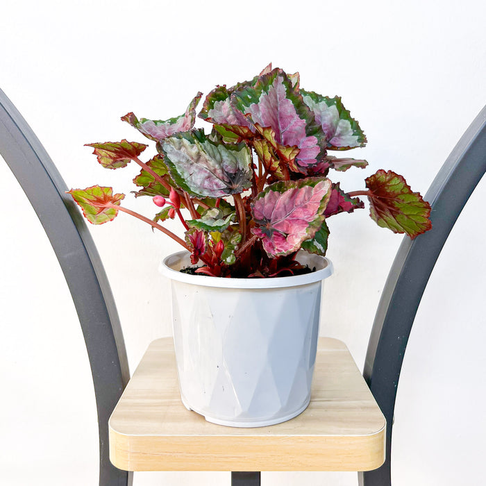 Begonia Inca Night | The Plant Boys