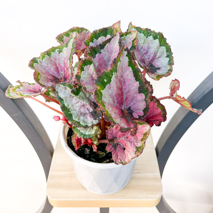 Begonia Inca Night | The Plant Boys