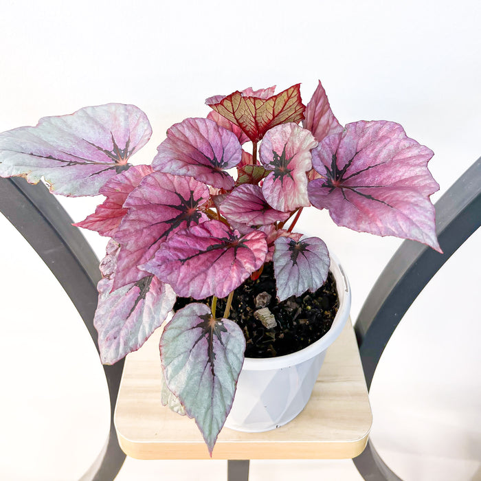 Begonia Indian Summer | The Plant Boys