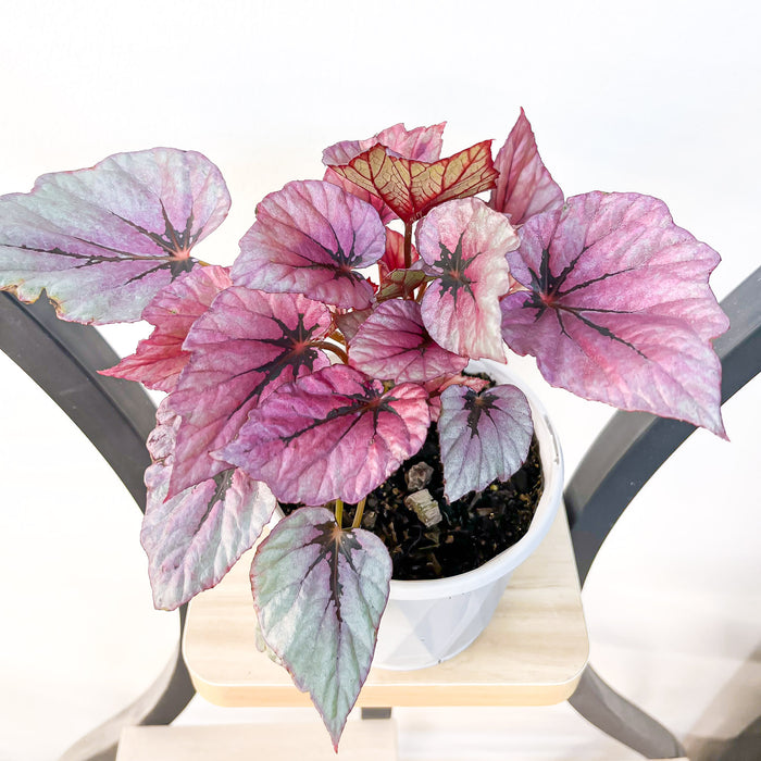 Begonia Indian Summer | The Plant Boys