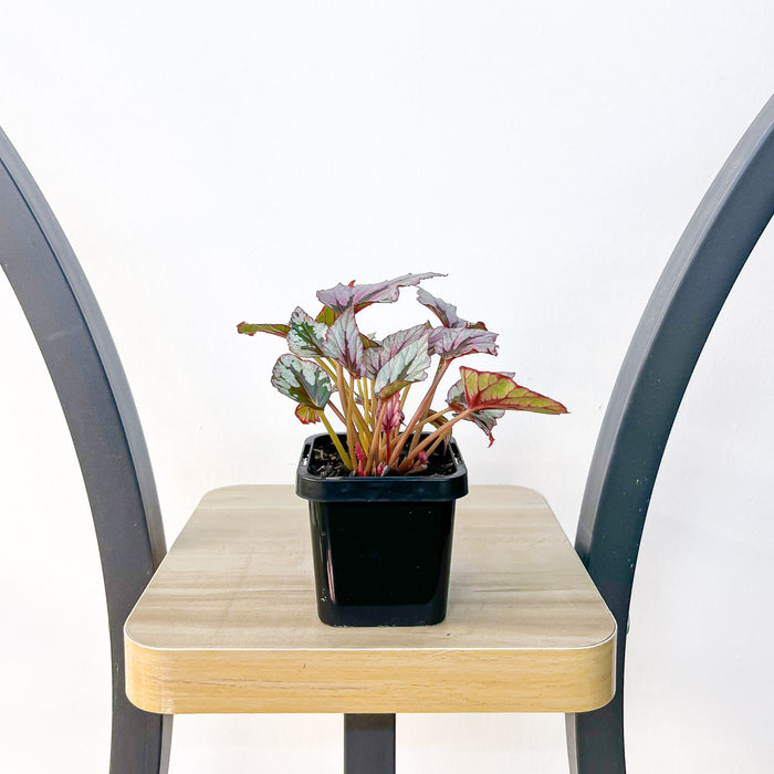 Begonia Indian Summer | The Plant Boys