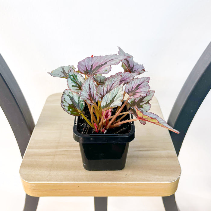 Begonia Indian Summer | The Plant Boys