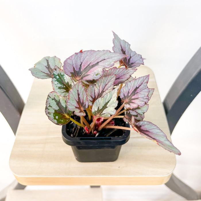 Begonia Indian Summer | The Plant Boys