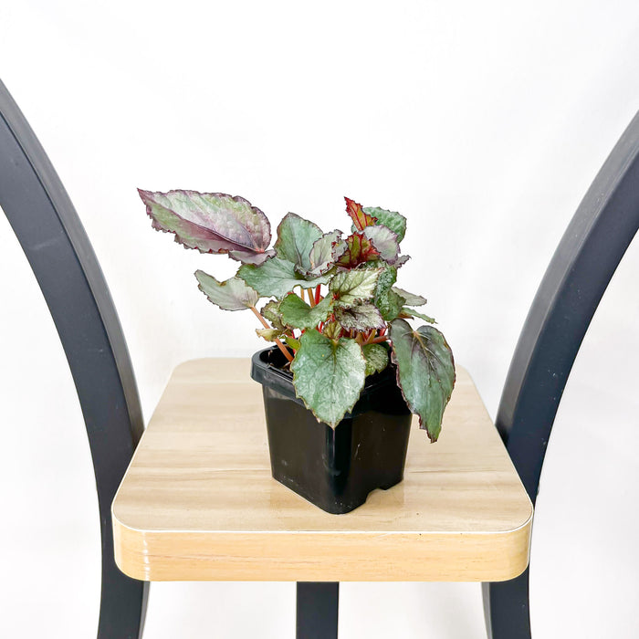 Begonia Maori Haze | The Plant Boys