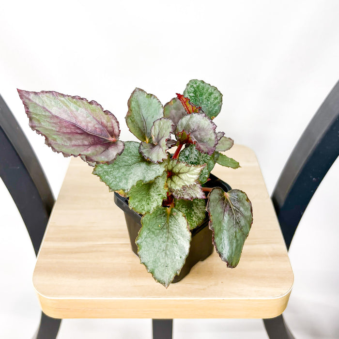 Begonia Maori Haze | The Plant Boys