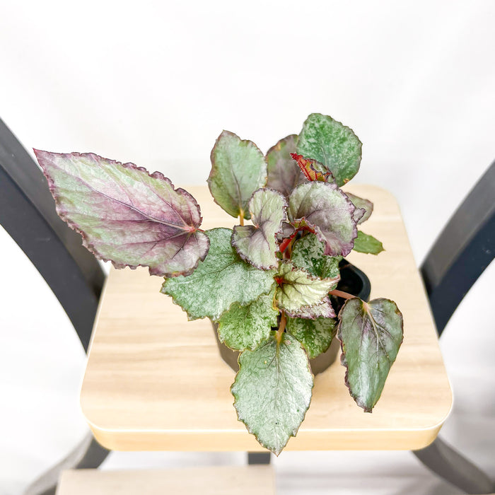 Begonia Maori Haze | The Plant Boys