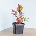 Begonia Maui Sunset | The Plant Boys