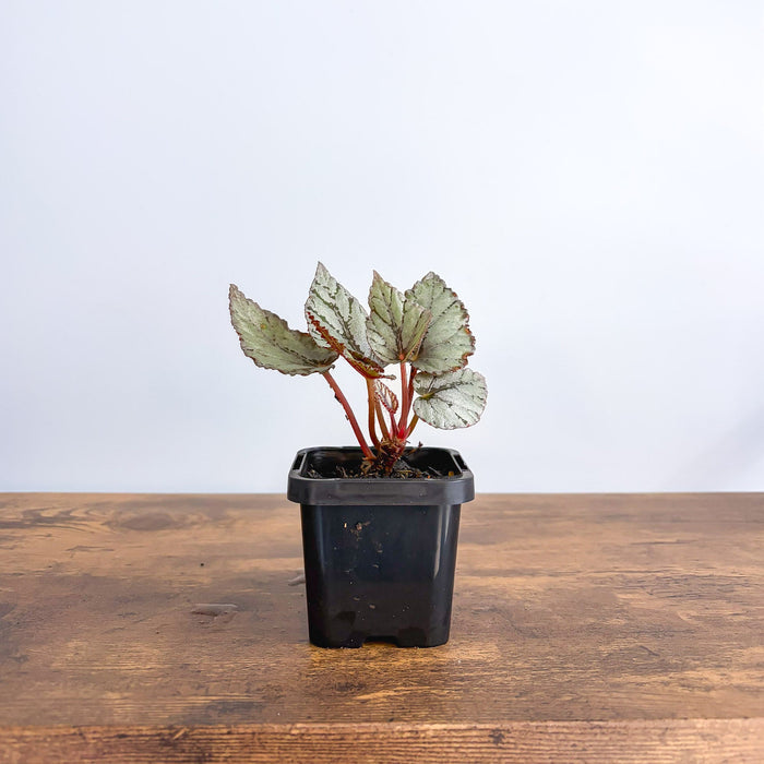 Begonia Mini Silver | The Plant Boys