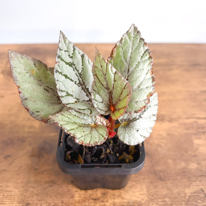 Begonia Mini Silver | The Plant Boys