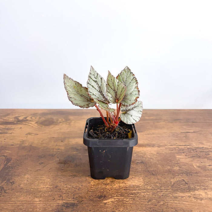 Begonia Mini Silver | The Plant Boys