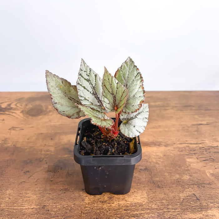 Begonia Mini Silver | The Plant Boys