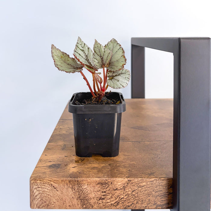 Begonia Mini Silver | The Plant Boys