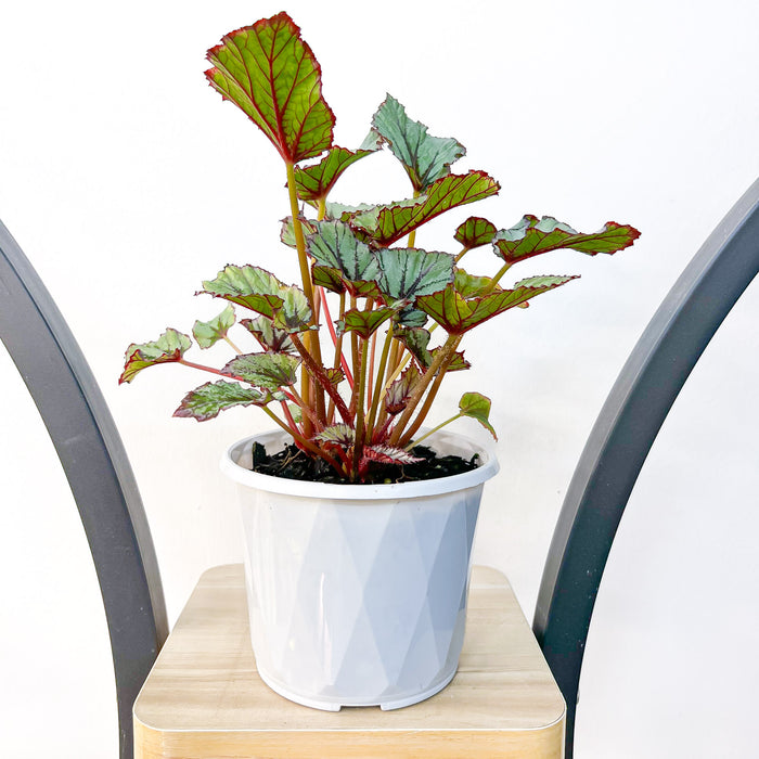 Begonia Nordic Glacier | The Plant Boys