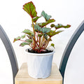 Begonia Nordic Glacier | The Plant Boys