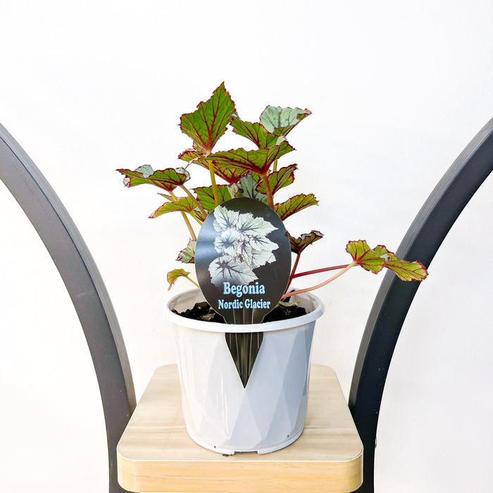Begonia Nordic Glacier | The Plant Boys