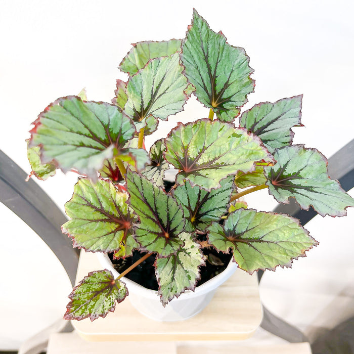 Begonia Nordic Glacier | The Plant Boys