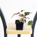 Begonia Tiger Paws