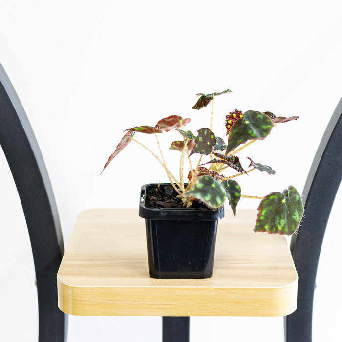 Begonia Tiger Paws