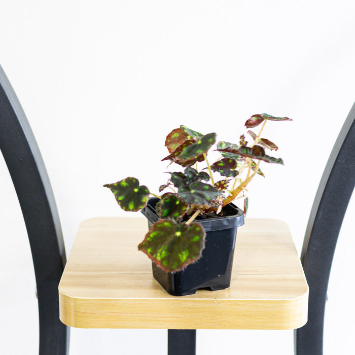Begonia Tiger Paws