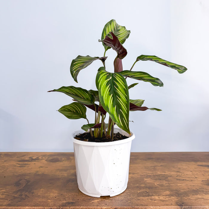 130mm Pot