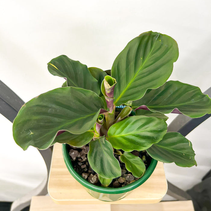 Calathea Crocata Eternal Flame | The Plant Boys