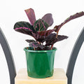 Calathea Dottie
