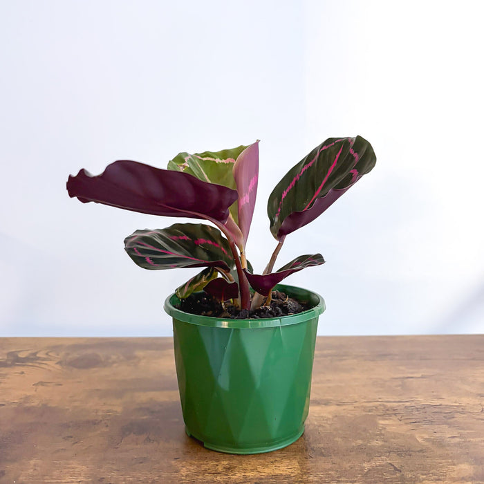 Calathea Dottie | The Plant Boys