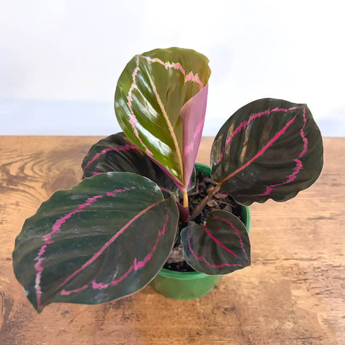 Calathea Dottie | The Plant Boys