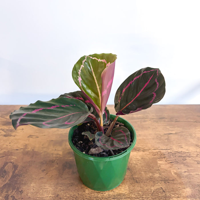 Calathea Dottie | The Plant Boys