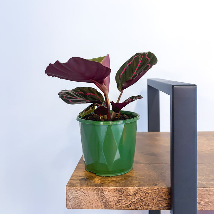 Calathea Dottie | The Plant Boys