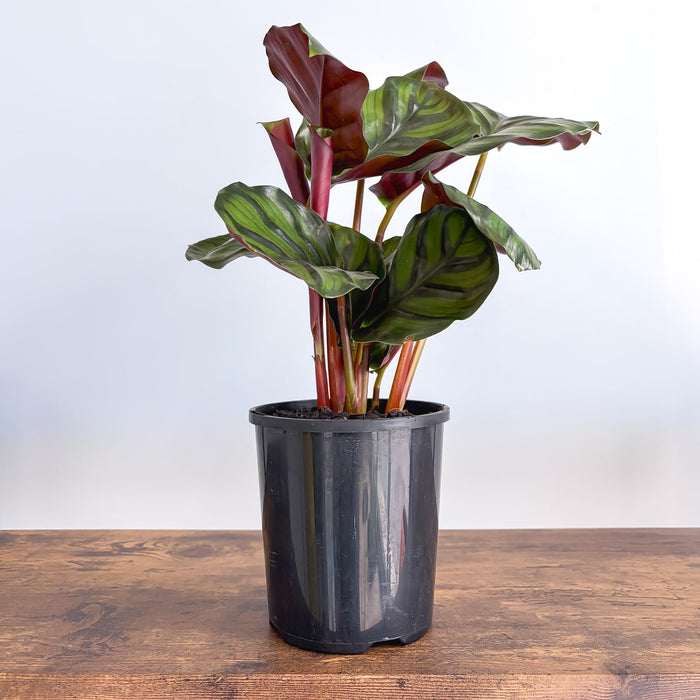 Calathea Fasciata | The Plant Boys