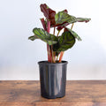 Calathea Fasciata | The Plant Boys