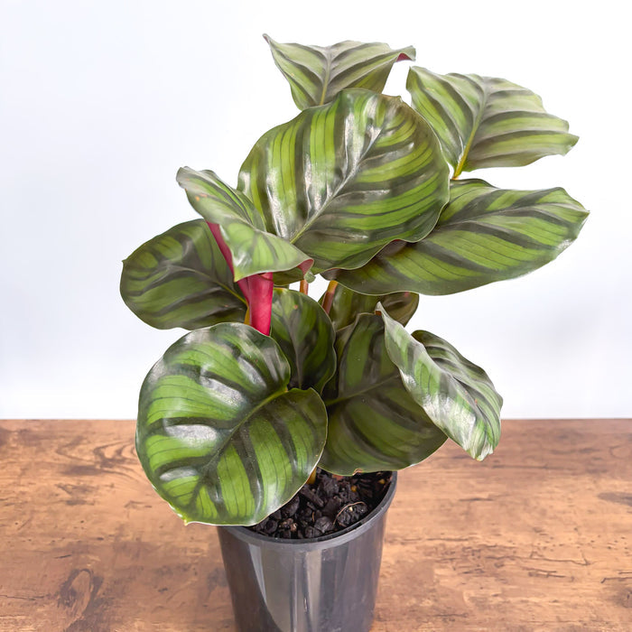 Calathea Fasciata | The Plant Boys
