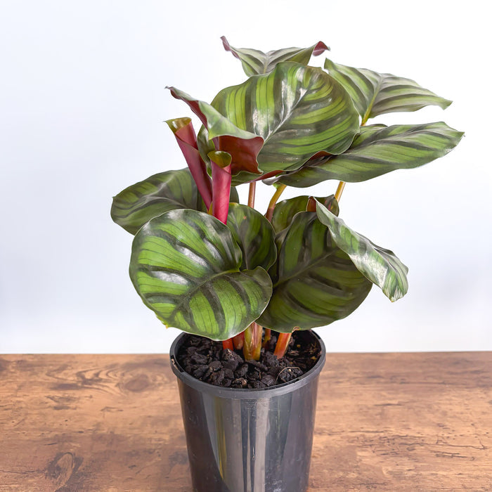 Calathea Fasciata | The Plant Boys