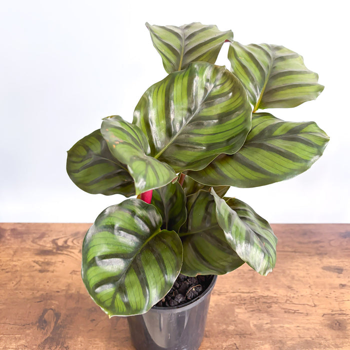 Calathea Fasciata | The Plant Boys