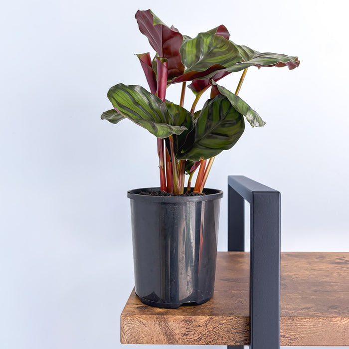 Calathea Fasciata | The Plant Boys