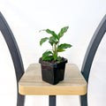 Calathea Freddy | The Plant Boys