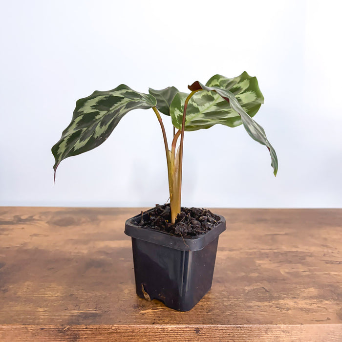 Calathea Helen Kennedy | The Plant Boys