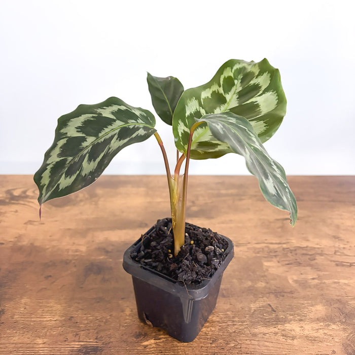 Calathea Helen Kennedy | The Plant Boys