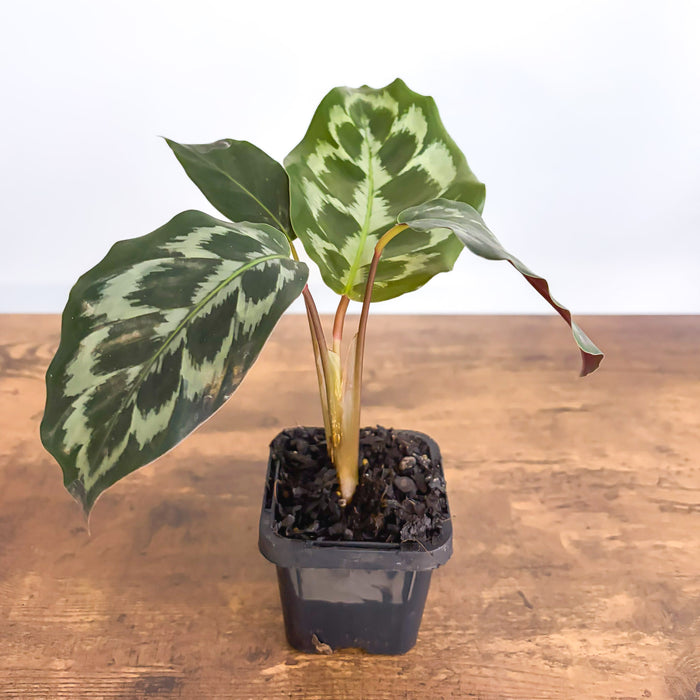 Calathea Helen Kennedy | The Plant Boys