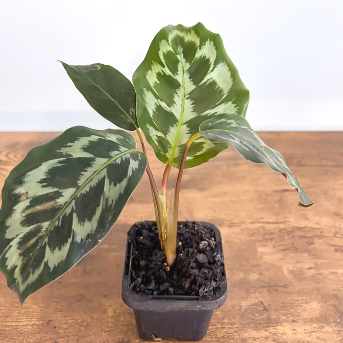 Calathea Helen Kennedy | The Plant Boys