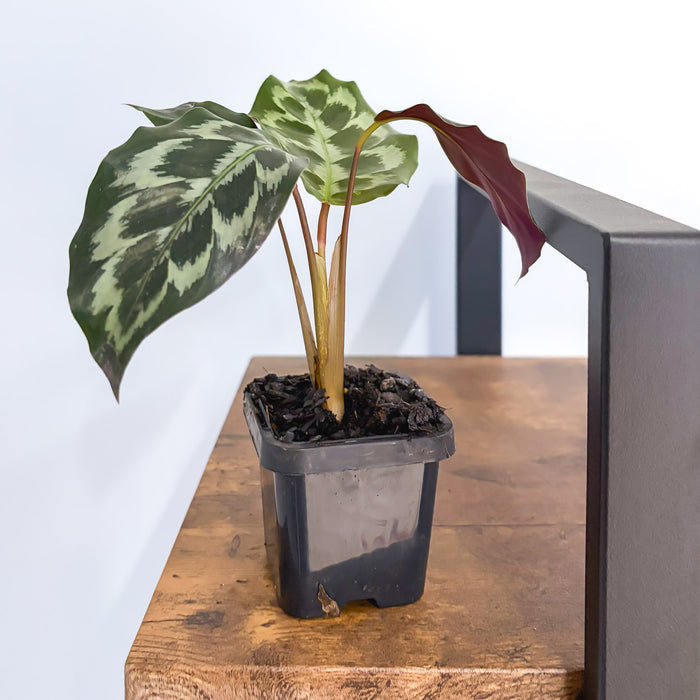 Calathea Helen Kennedy | The Plant Boys