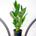 Calathea Leopardina | The Plant Boys