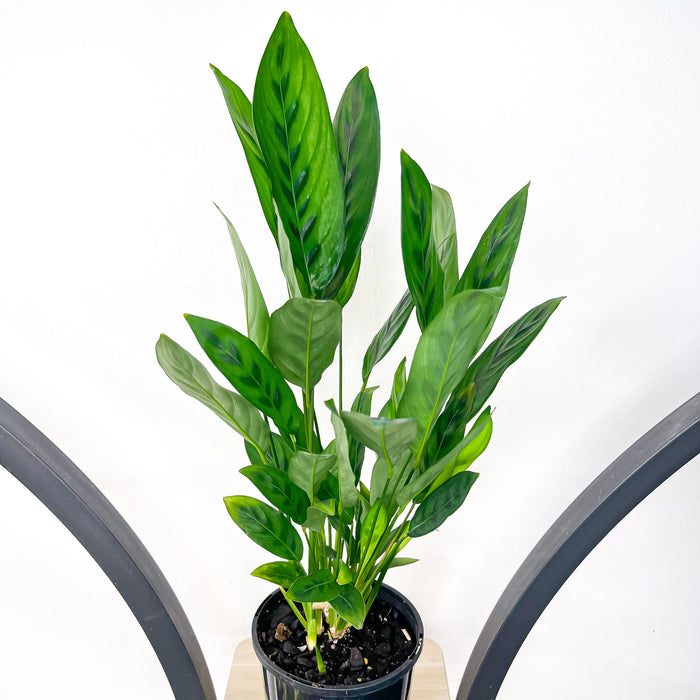Calathea Leopardina | The Plant Boys